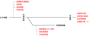 正中神経麻痺 理学療法士 作業療法士国家試験必修ポイント