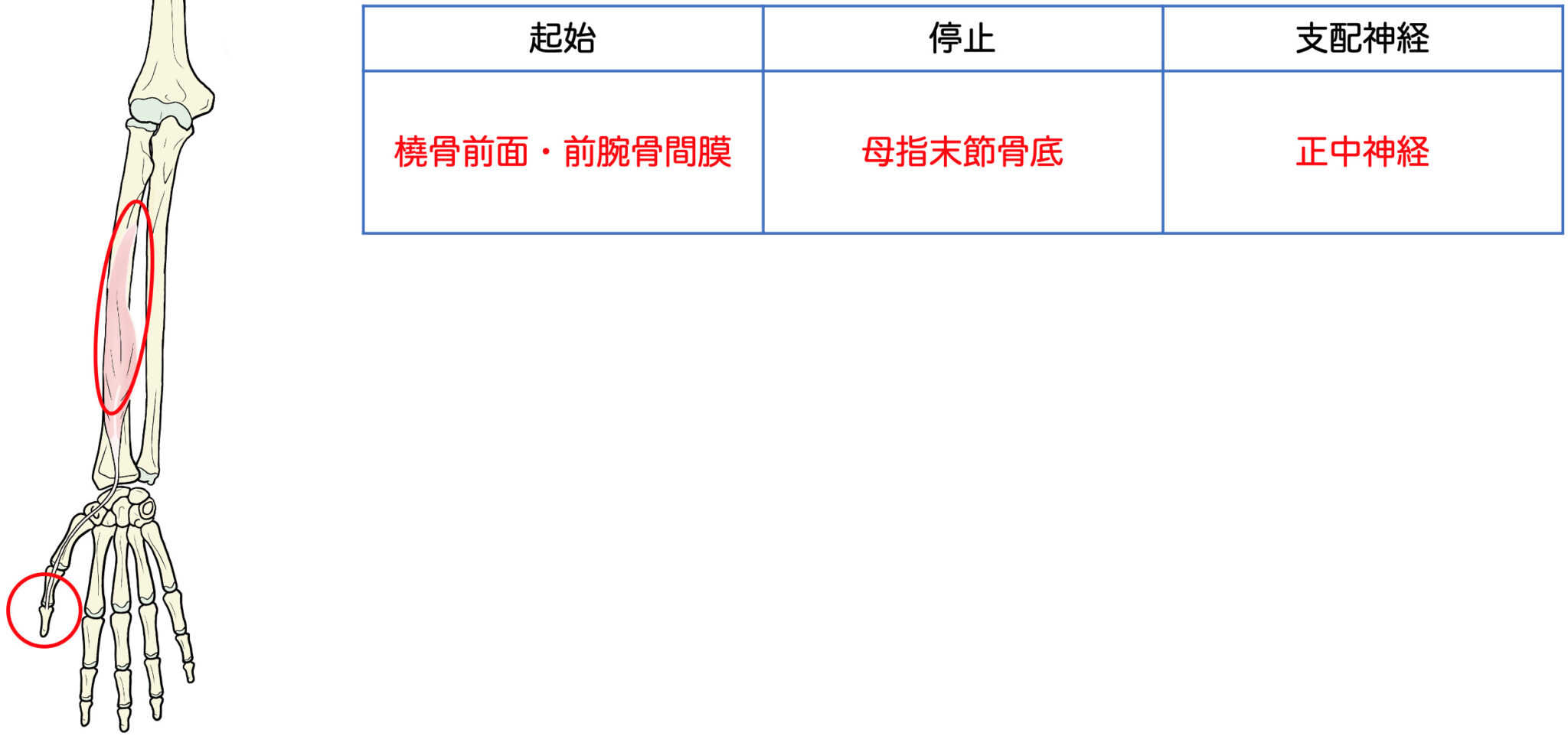 骨格筋(前腕前面)|起始・停止・支配神経を徹底攻略 - リハスタ