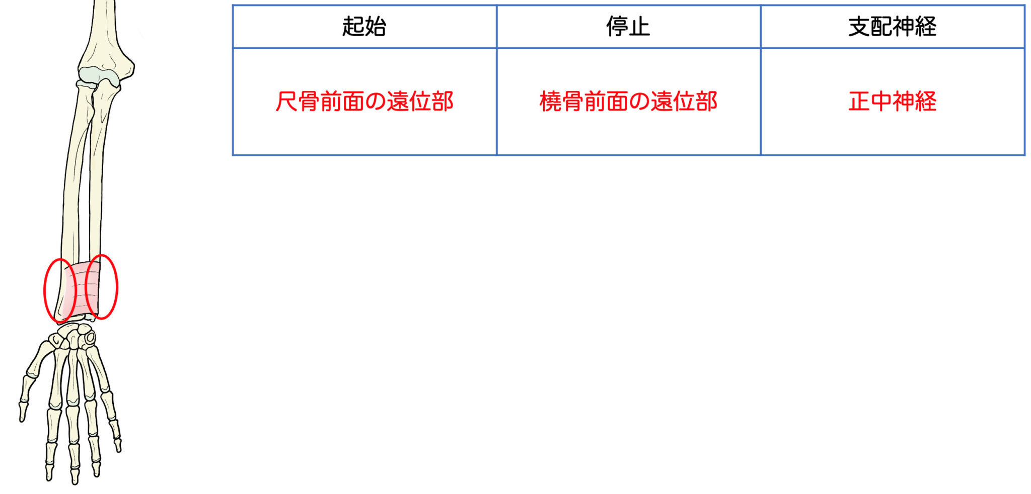 骨格筋(前腕前面)|起始・停止・支配神経を徹底攻略 - リハスタ