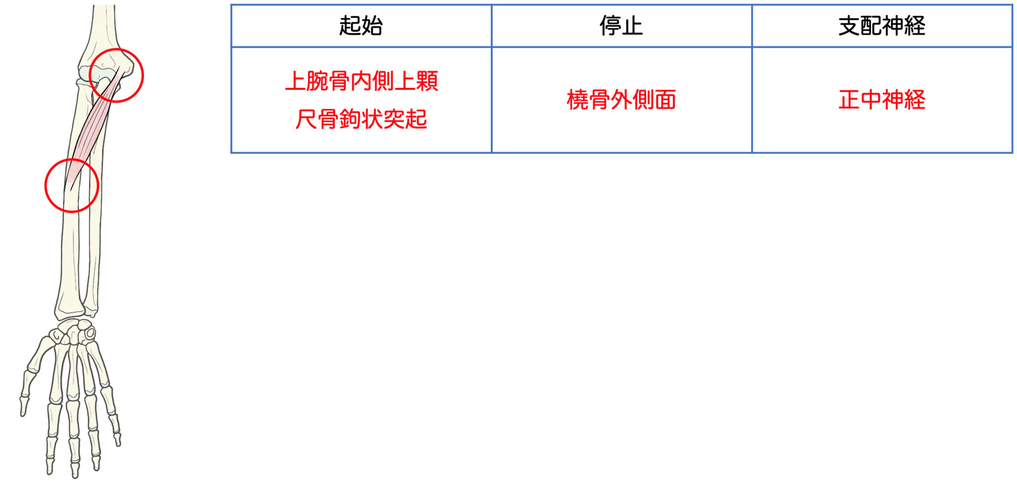骨格筋(前腕前面)|起始・停止・支配神経を徹底攻略 - リハスタ
