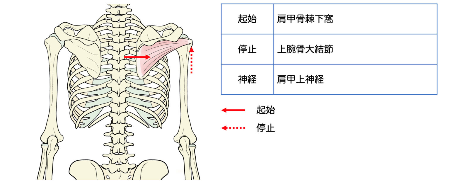 肩関節の運動に作用する骨格筋｜起始・停止・支配神経を徹底攻略！