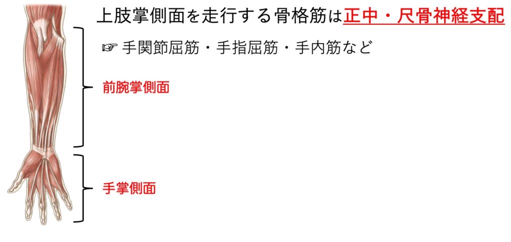 分類して覚えれば楽勝|正中神経・尺骨神経・橈骨神経が支配する骨格筋を覚えて点数アップ! - リハスタ