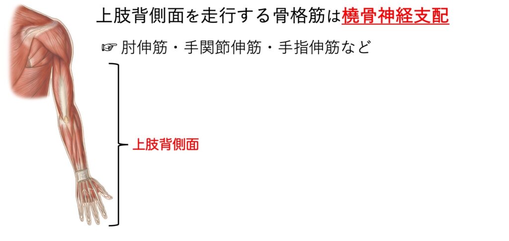分類して覚えれば楽勝|正中神経・尺骨神経・橈骨神経が支配する骨格筋を覚えて点数アップ! - リハスタ
